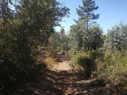Terreno à venda em Alcobaça