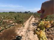 Terreno à venda em Almeirim, Santarém 7840m² com poço