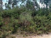 Terreno à venda em Albergaria a Velha