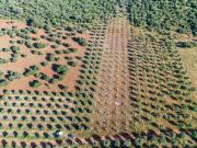 Terreno à venda em Santa Vitória do Ameixial