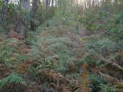 Terreno à venda em Ansião