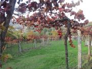 Terreno à venda em Arcos de Valdevez