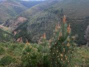 Terreno à venda em Arganil