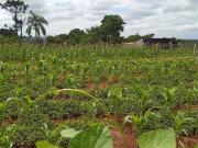 Terreno à venda em Barão de Antonina