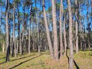 Terreno à venda em Cantanhede