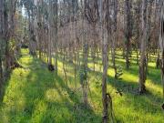 Terreno à venda em Cantanhede