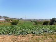 Terreno à venda em Casal Vale Geőes
