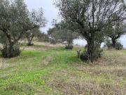Terreno à venda em Castelo Branco