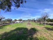 Terreno à venda em Castelo Branco