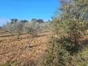 Terreno à venda em Castelo Branco
