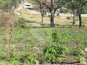 Terreno à venda em Chácaras Novo Hamburgo SP