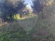 Terreno à venda em Castelo Branco