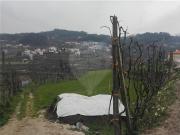 Terreno à venda em Guimarães Terreno à venda em Guimarães
