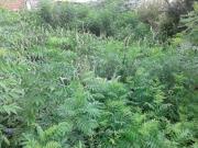 Terreno à venda em Imirim SP