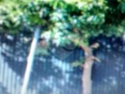 Terreno à venda em Jardim Califórnia SP