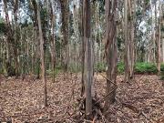 Terreno à venda em Pombal