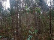 Terreno à venda em Águeda