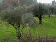 Terreno à venda em Mealhada