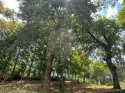 Terreno à venda em Montalegre