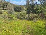 Terreno à venda em Castelo Branco