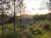 Terreno à venda em Castelo Branco