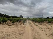 Terreno à venda em Palmela