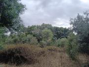 Terreno à venda em Penamacor