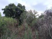 Terreno à venda em Penamacor