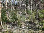 Terreno à venda em Pombal