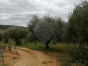 Terreno à venda em Pombal