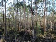 Terreno à venda em Pombal