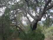 Terreno à venda em Portalegre