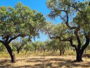Terreno à venda em Portalegre