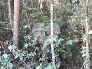 Terreno à venda em Roseira SP