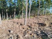 Terreno à venda em Sertã