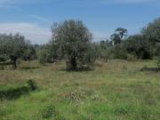 Terreno à venda em Mealhada