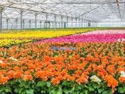 Terreno à venda Lagos, Faro