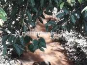 Terreno à Venda no Bairro Bonanza – Santa Luzia MG