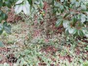 Terreno à venda no Cond. São Paulo II Granja Viana