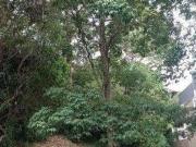 Terreno à venda no condomínio São Paulo II Granja Viana