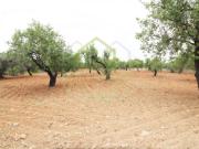 Terreno à venda Vale de Seixos, Faro