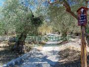 Terreno agr. terrazzato in vendita a Baiano