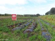 Terreno agrcola em Belinho, Esposende