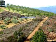 Terreno agrícola 110.000m2 para plantações novas....