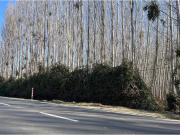 Terreno Agrícola con Álamos en Producción