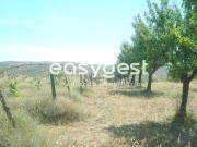 Terreno agrícola de 1,5 hectares em Almendra