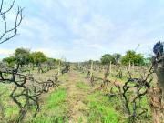 Terreno Agrícola de 22,150 m² en ICA a 300m de la...