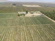 TERRENO AGRICOLA DE ALTA RENTABILIDAD CON RIEGO...