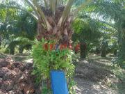 Terreno Agricola De Palma Aceitera En Venta