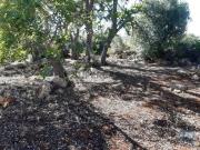 Terreno Agrícola em Alte de 6870,00 m²